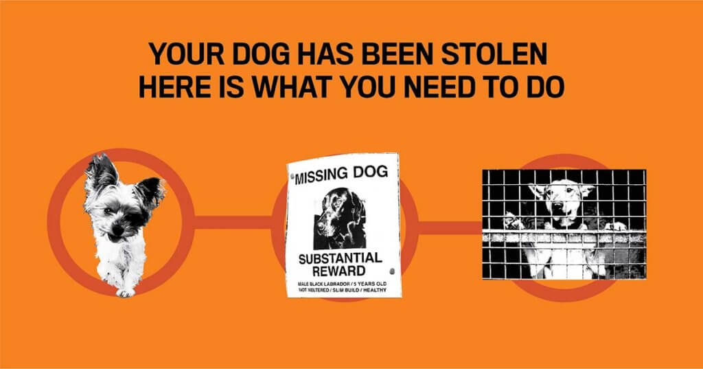 Your Dog Has Been Stolen Here is What You Need to do Immediately NAI